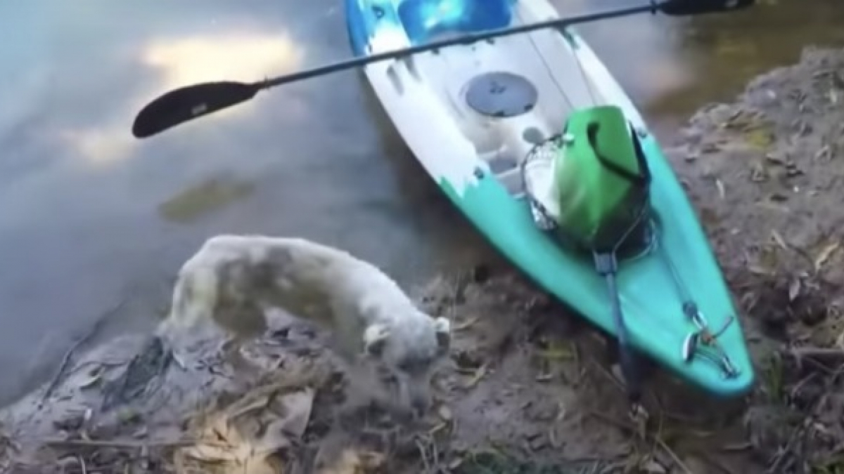 Illustration : "Sauvé par un kayakiste sur une île déserte, ce chien atteint de la gale le remercie de tout son amour (vidéo)"