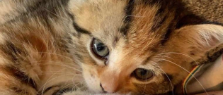 Illustration : "Depuis qu'il a été adopté, ce chaton ne passe plus une minute sans ses propriétaires ! "