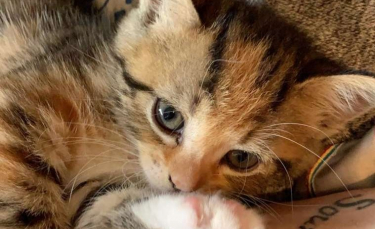 Illustration : "Depuis qu'il a été adopté, ce chaton ne passe plus une minute sans ses propriétaires ! "