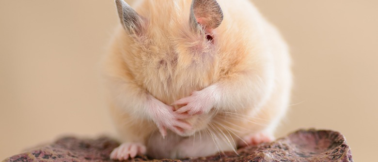 Illustration : "Faire face à la mort de son hamster"