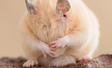 Illustration : "Faire face à la mort de son hamster"