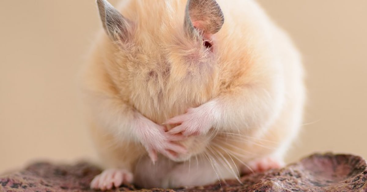 Faire Face À La Mort De Son Hamster : Comment Réagir Et Mieux Vivre Son  Décès ?