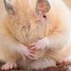 Illustration : Faire face à la mort de son hamster