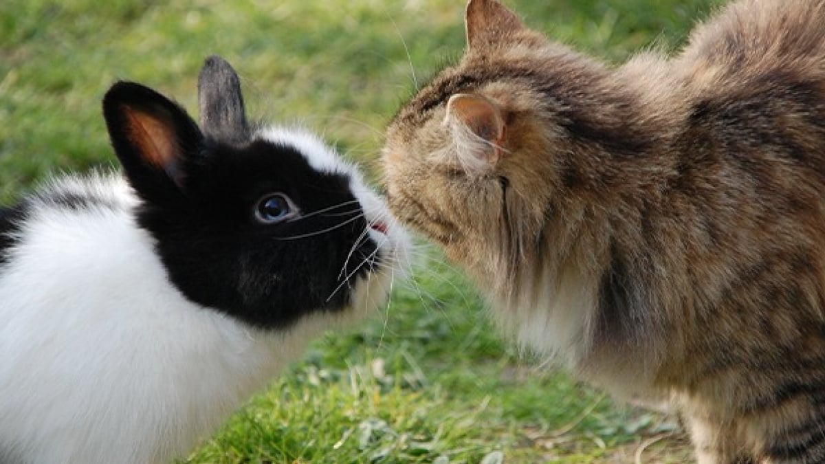 Animaux de compagnie, un lapin dans votre jardin