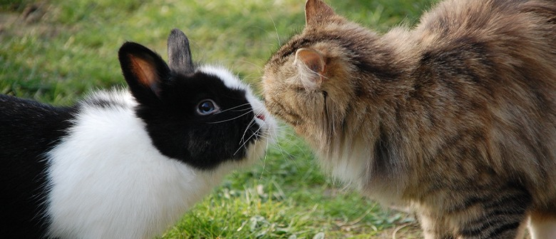Illustration : "La cohabitation entre le lapin et le chat"