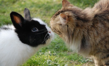 Illustration : "La cohabitation entre le lapin et le chat"