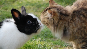 Illustration : "La cohabitation entre le lapin et le chat"