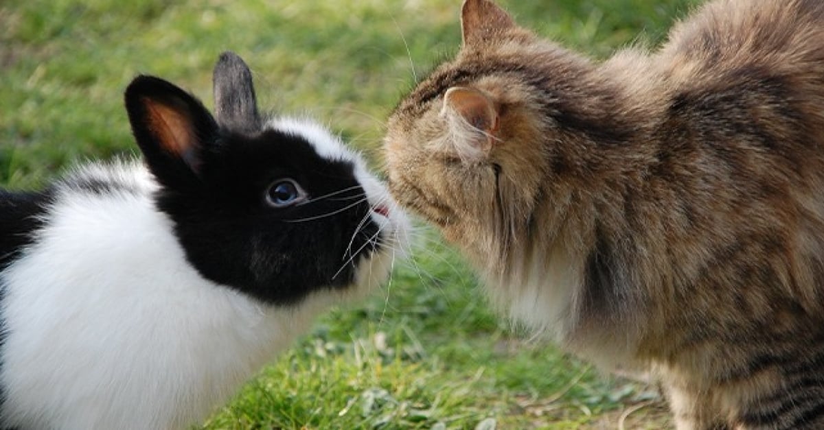 Lapin Et Chat Comment Les Faire Cohabiter