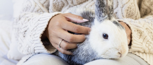 Illustration : "Comment manipuler et caresser un lapin ?"