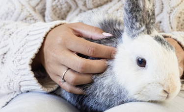 Illustration : "Comment manipuler et caresser un lapin ?"