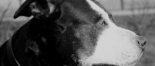 Illustration : "Les riverains s'unissent et alertent les autorités pour sauver un chien qui vit attaché à un radiateur dans ses excréments ! "