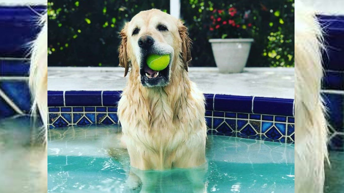Illustration : "Hypnotisé par la piscine, ce chien s'endort dès qu'il met une patte dans l'eau ! "