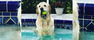 Illustration : "Hypnotisé par la piscine, ce chien s'endort dès qu'il met une patte dans l'eau ! "