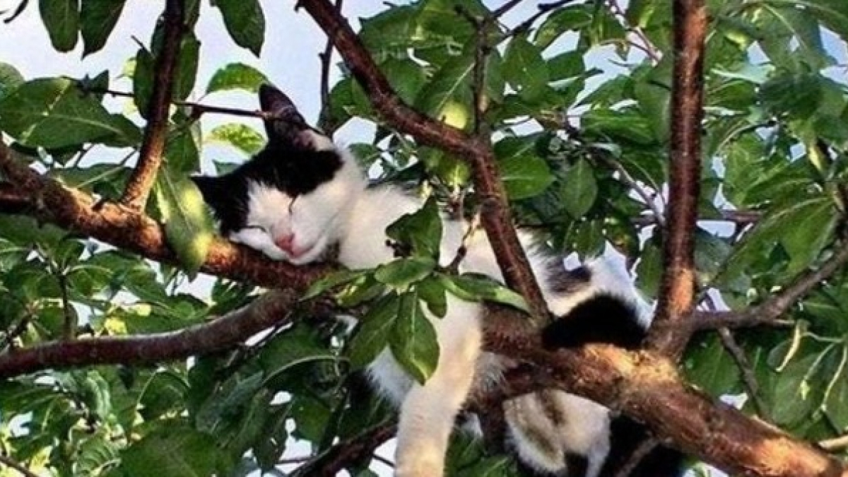 Illustration : "20 chats qui ont décidé que le meilleur endroit pour dormir était à la cime des arbres ! "