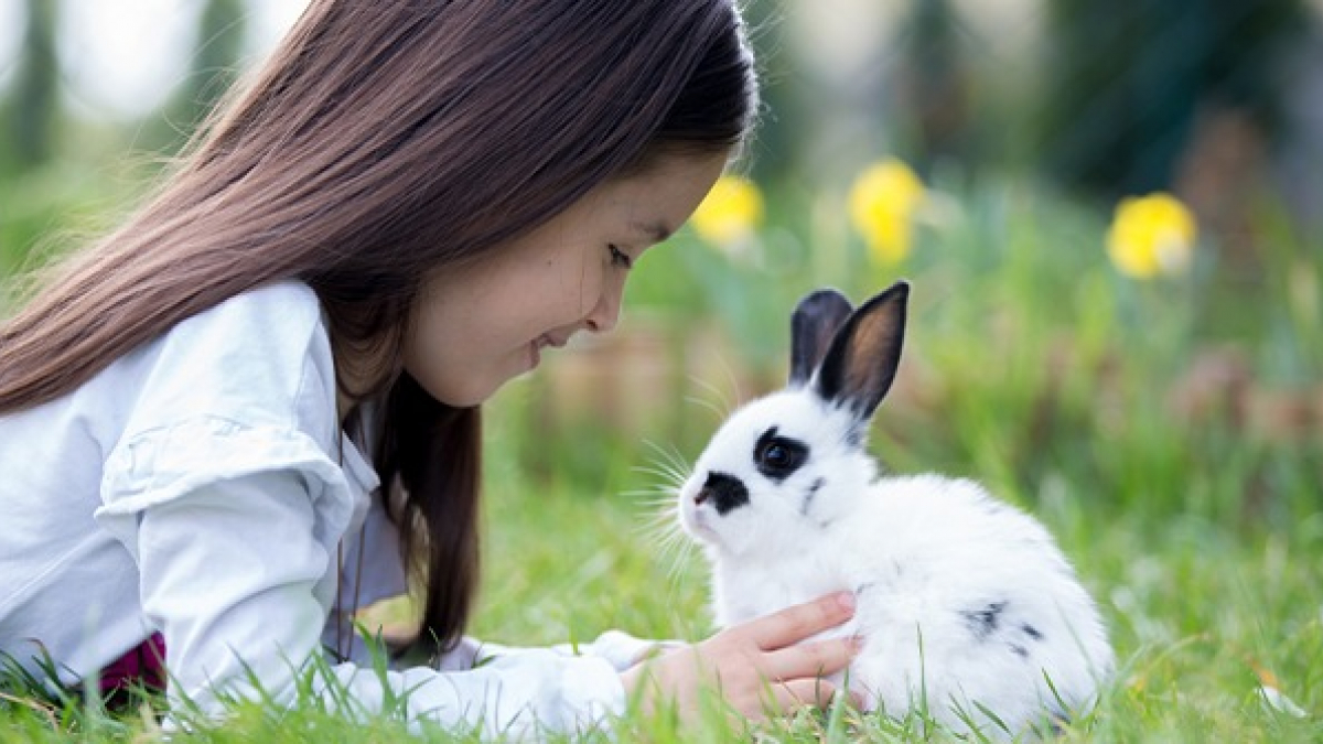 Illustration : "Adopter un lapin"
