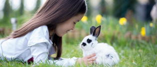Illustration : "Adopter un lapin"