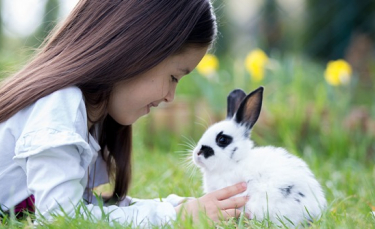 Illustration : "Adopter un lapin"