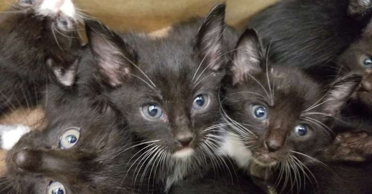 Une Femme Decouvre Une Boite Remplie De Chats Dans Son Jardin Le Refuge Qui Accepte De Les Accueillir Craint De Ne Pas Avoir Assez De Place