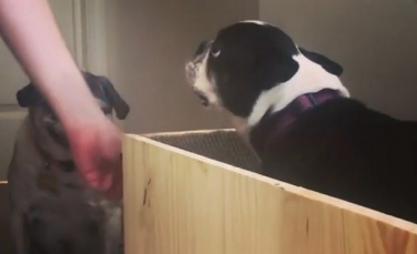 Illustration : "Propriétaire de 4 chiens âgés qu'elle vient d'adopter, elle leur invente un ascenseur sur-mesure ! "