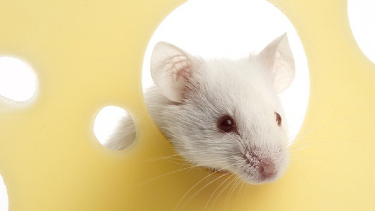 Illustration : "Les troubles du comportement chez la souris "