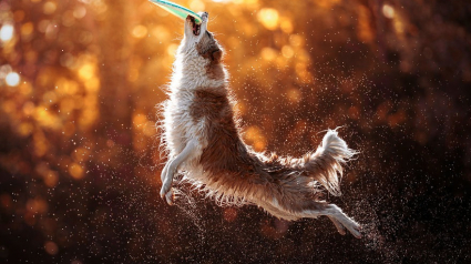 Illustration : 12 photos de chiens qui n'ont pas de super pouvoirs, capables de passer des heures dans les airs