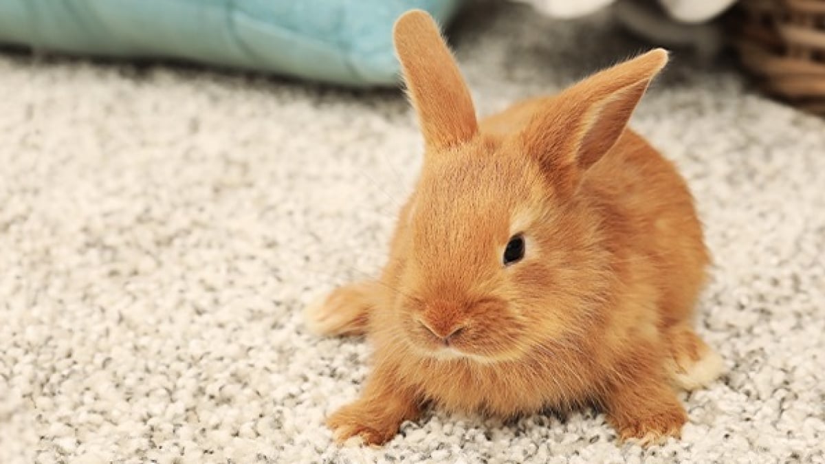 Illustration : "Fabriquer une cage pour son lapin "