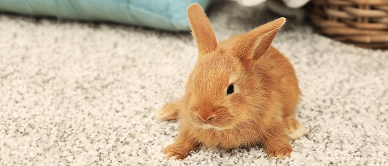 Illustration : "Fabriquer une cage pour son lapin "