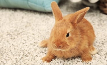 Illustration : "Fabriquer une cage pour son lapin "