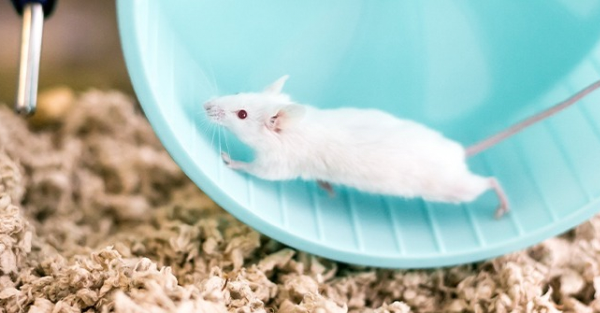 Nettoyer la cage de la souris : comment faire et à quelle fréquence ?