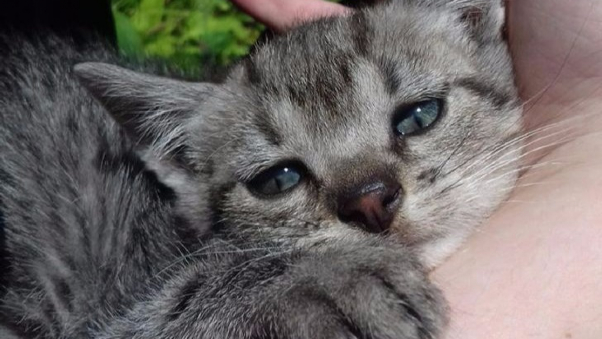 Illustration : "20 photos de chats qui ont décidé de dévoiler leur bons côtés au monde !"