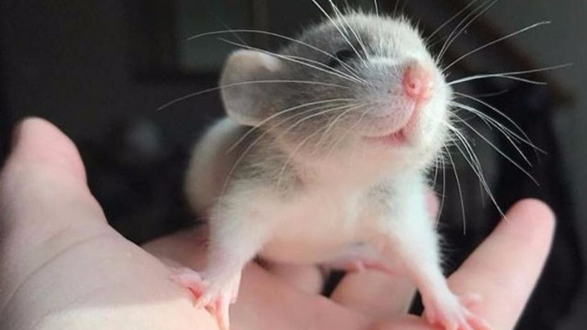 Illustration : "20 photos de rats tellement craquants qu'ils vous feront changer d'avis sur les rongeurs ! "