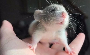 Illustration : "20 photos de rats tellement craquants qu'ils vous feront changer d'avis sur les rongeurs ! "