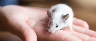 Illustration : "Adopter une souris "