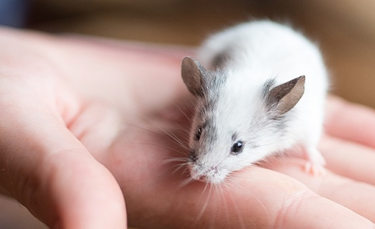 Illustration : "Adopter une souris "