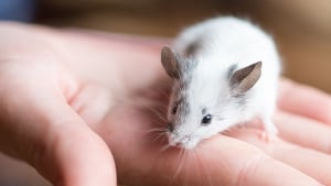 Illustration : Adopter une souris 