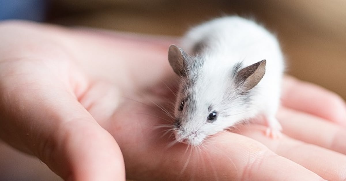 Adopter une souris : quels critères pour faire son choix ?