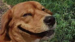 Illustration : Un chien revient à la vie devant un maître profondément touché par la noyade de son chien !