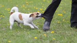 Illustration : "Comportementaliste canin"