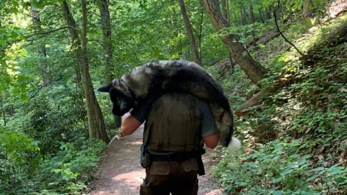 Illustration : "Un militaire sauve la vie d'un chien errant mourant en le transportant sur ses épaules pendant des kilomètres !"