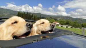 Illustration : 18 photos d'animaux qui profitent pleinement des bonheurs de la vie ! 