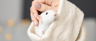 Illustration : "Adopter un rat"