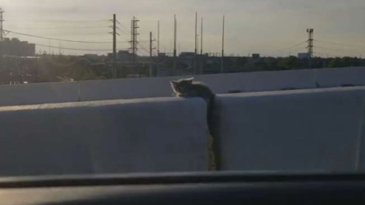 Illustration : "Sur l'autoroute, il décide de s'arrêter pour venir en aide à un chaton coincé entre deux pierres !"