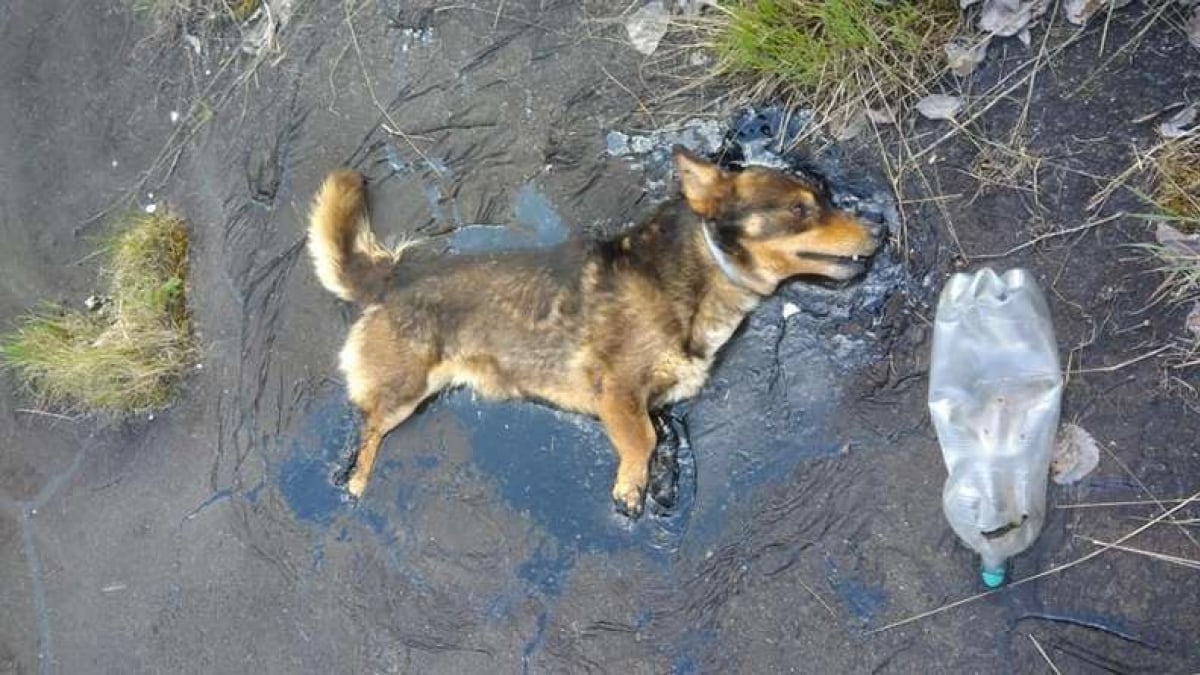 Illustration : "Incapable de bouger, ce chien appelle les secours de toutes ses forces pour être extirpé d'une mare de goudron"