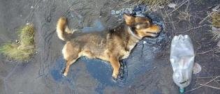 Illustration : "Incapable de bouger, ce chien appelle les secours de toutes ses forces pour être extirpé d'une mare de goudron"