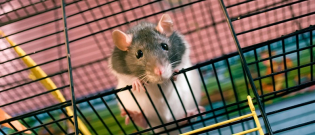 Illustration : "Reconnaître le sexe de son rat "