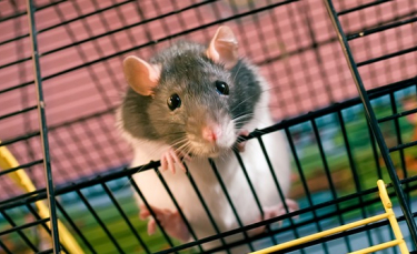 Illustration : "Reconnaître le sexe de son rat "