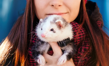 Illustration : "Le furet est-il fait pour moi ?"