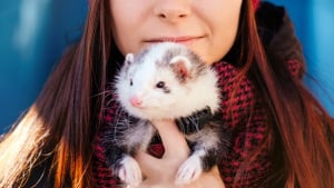 Comment bien nourrir mon furet ? - Clinique L'vet - Vétérinaire à Vern sur  seiche