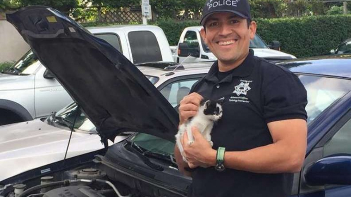 Illustration : "Coincé sous le capot d'une voiture, ce chaton retrouve la liberté aidé par un policier "