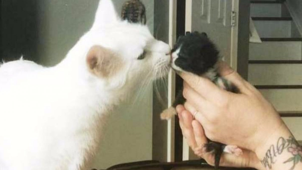 Illustration : "Découvert errant et malade, ce chat accueille les chatons abandonnés par de grandes séances de câlins !"